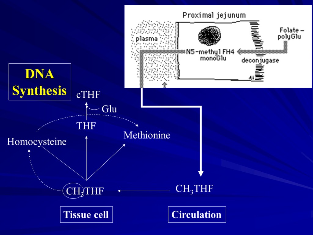 Circulation Tissue cell CH3THF CH3THF Homocysteine Methionine cTHF THF Glu DNA Synthesis